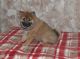 Shiba Inu Puppies for sale in Nevada St, Newark, NJ 07102, USA. price: NA