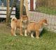 Shiba Inu Puppies for sale in Framingham Cir, Pflugerville, TX 78660, USA. price: NA