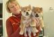 Shiba Inu Puppies for sale in Virginia Beach, VA, USA. price: $300