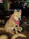 Shiba Inu Puppies for sale in Macomb County, MI, USA. price: NA