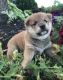 Shiba Inu Puppies for sale in Home Depot, Brooklyn, NY 11205, USA. price: NA