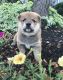 Shiba Inu Puppies for sale in Home Depot, Brooklyn, NY 11205, USA. price: NA