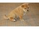Shiba Inu Puppies for sale in Virginia Beach, VA, USA. price: $400