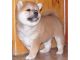 Shiba Inu Puppies for sale in NEW New Paltz Plaza, New Paltz, NY 12561, USA. price: NA