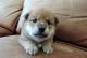 Shiba Inu Puppies for sale in Texas St, Fairfield, CA 94533, USA. price: NA