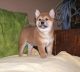 Shiba Inu Puppies for sale in Long Beach, CA 90847, USA. price: NA
