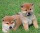 Shiba Inu Puppies for sale in Toronto, ON, Canada. price: $500