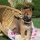 Shiba Inu Puppies for sale in Florida, NY, USA. price: NA