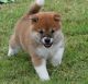 Shiba Inu Puppies for sale in Barrytown, NY 12507, USA. price: NA