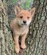 Shiba Inu Puppies for sale in Columbus, OH, USA. price: NA
