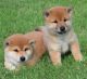 Shiba Inu Puppies for sale in Calgary, AB, Canada. price: NA