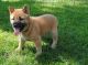 Shiba Inu Puppies for sale in San Diego, CA, USA. price: $350