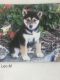 Shiba Inu Puppies for sale in Lancaster, PA, USA. price: NA