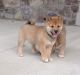 Shiba Inu Puppies for sale in Fayetteville, NC, USA. price: NA