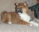 Shiba Inu Puppies for sale in Maryland Rd, Willow Grove, PA 19090, USA. price: NA