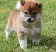 Shiba Inu Puppies for sale in West Lafayette, IN, USA. price: NA