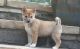 Shiba Inu Puppies for sale in Conneaut, OH 44030, USA. price: $500