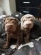 Shiba Inu Puppies for sale in Addison, TX 75001, USA. price: NA