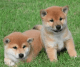 Shiba Inu Puppies for sale in Indianapolis Blvd, Hammond, IN, USA. price: NA