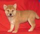 Shiba Inu Puppies for sale in Chicago, IL, USA. price: NA