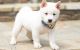 Shiba Inu Puppies for sale in Sioux City, IA, USA. price: NA