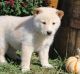Shiba Inu Puppies for sale in Sauk City, WI 53583, USA. price: NA