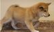 Shiba Inu Puppies for sale in Napa River Trail, Napa, CA 94558, USA. price: NA