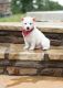 Shiba Inu Puppies for sale in Waterboro, ME, USA. price: $500