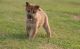 Shiba Inu Puppies for sale in Mooreton, ND 58061, USA. price: NA