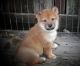 Shiba Inu Puppies for sale in Sacramento, CA, USA. price: NA