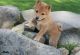 Shiba Inu Puppies for sale in San Diego, CA, USA. price: $400