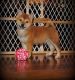 Shiba Inu Puppies for sale in Los Angeles, CA 90014, USA. price: NA