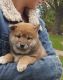 Shiba Inu Puppies for sale in South Bend, IN, USA. price: NA