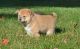 Shiba Inu Puppies for sale in Wilmington, DE, USA. price: $350