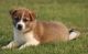 Shiba Inu Puppies for sale in Eudora, AR 71640, USA. price: NA
