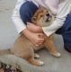 Shiba Inu Puppies for sale in Toronto, ON, Canada. price: NA