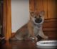 Shiba Inu Puppies for sale in Mississippi Ave, Natchez, MS 39120, USA. price: NA