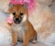 Shiba Inu Puppies for sale in Las Vegas, NV, USA. price: $350