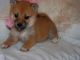 Shiba Inu Puppies for sale in Richmond, VA, USA. price: NA