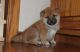 Shiba Inu Puppies for sale in Lansing, MI, USA. price: NA