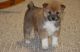 Shiba Inu Puppies for sale in Trumbull, CT 06611, USA. price: NA