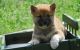 Shiba Inu Puppies for sale in Miami, FL, USA. price: $400