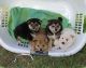 Shiba Inu Puppies for sale in Dallas, TX 75207, USA. price: NA