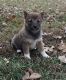 Shiba Inu Puppies for sale in Lubbock, TX, USA. price: NA