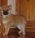 Shiba Inu Puppies for sale in Oklahoma City, OK, USA. price: $400