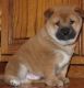 Shiba Inu Puppies for sale in Bedford, NH, USA. price: NA