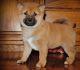 Shiba Inu Puppies for sale in Nashville, TN, USA. price: NA