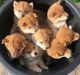 Shiba Inu Puppies for sale in 21022126 W Algonquin Rd, Lake in the Hills, IL 60156, USA. price: NA
