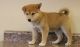 Shiba Inu Puppies for sale in Irvine, CA, USA. price: NA