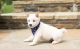 Shiba Inu Puppies for sale in Torrance, CA, USA. price: NA